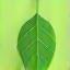 Leaf icon